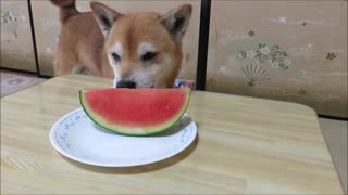 柴犬吃西瓜，还挺有模有样的！