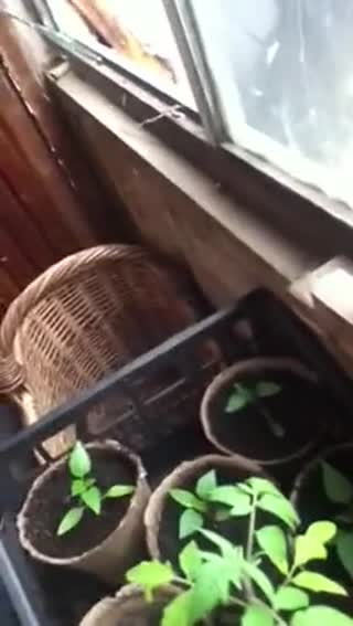 战斗民族小伙为了要烟抽也是蛮拼的