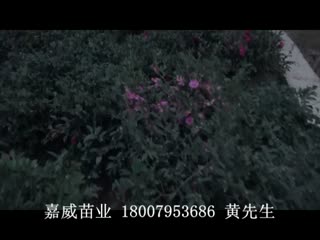 各种规格漂亮的茶梅球